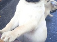 Pug mops bebekler