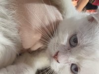 Kırık kulak beyaz british shorthair yavrumuz
