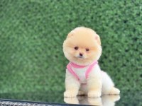 Sağlık ve ırk garantili pomeranian