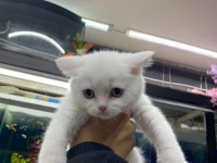 Yeni yuvalarını gitmeye hazır british shorthair