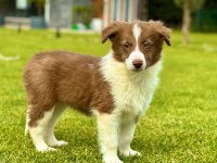 Birinci Sınıf Border Collie Yavruları