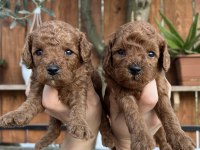 DARK/RED BROWN TOY POODLE YAVRULAR