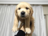 43 günlük golden retriever