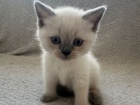 Safkan anne babanın british shorthair yavruları