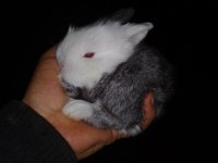 Mini lop tavşan yavrular