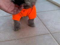 Safkan orijinal pomeranian ayı surat garantili
