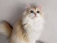 British longhair 5 aylık erkek
