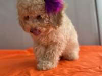 Toy poodle köpeği