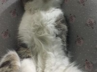 KEDİMİZİ MALZEMELERİ İLE BİRLİKTE SAHİPLENDİRİYORUM