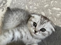 Scottish fold silver bebekler