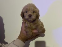 Maltipoo Yavrularımızı Canlı Görerek Alabilirsiniz
