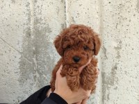 Tatlı toy poodle bebeklerim