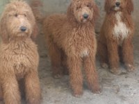 KALİTELİ DEV POODLE YAVRULAR