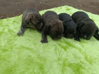 Tiger Desen French Bulldog Erkek Yavrular