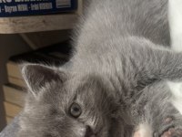 Dişi yavru british shorthair