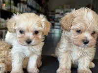 Petmode köpek çiftliğinde ziyarete açık maltipoo