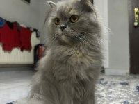 British longhair