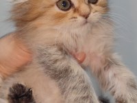 Scottish fold kedisi