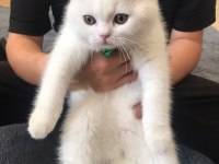 2.5 aylık british longhair kızımız