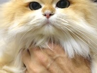 ÜST DÜZEY SAFKAN GOLDEN NY12 SUPER LONGHAİR ERKEK KEDİM