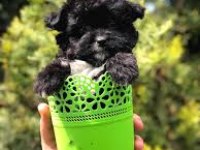 3 aylık maltipoo yavrular