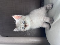 British blue point