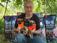 A Scr Malinois The Best Belgian