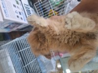 Teddy lop tavşan 2 aylık