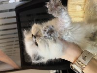 Erkek dişi british longhair yavrular