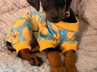 Sağlık ve ırk garanti doberman