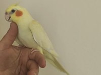 Ev üretimi sultan papağanı