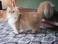 Golden british longhair NY 12 Dişi
