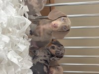 ORJİNAL DACHSHUND YAVRULARIMIZ
