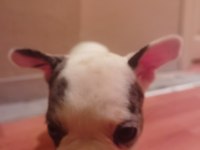 1 dişi ve 1 erkek french bulldog yavru