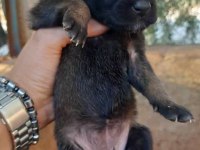 A kalite belçika kurdu beslemek isteyenler buyursun