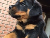 ROTTWEİLER KÖPEKLERİ