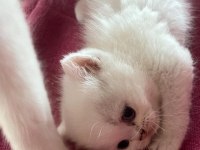 Masmavi orijinal british shorthair bebekler
