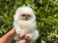 BEBEK SURAT POMERANİAN