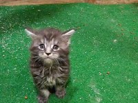 Maine coon yavruları