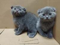 Dişi ve Erkek Scottish Fold Bebekler