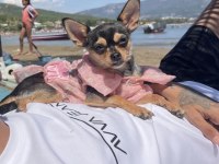Chihuahua Köpeğimiz Kukiye Acil Yuva