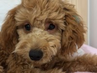 40 günlük poodle yavrumuz sahiplendirmek istiyorum