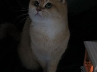 Şecereli Dişi NY12 British Shorthair