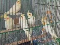 Yavru Lutino Sultan Papağanlar