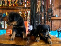 Güçlü ve Sadık Dostlar: Rottweiler Yavruları