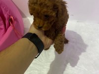 Yavru toy poodle köpeklerimize yuva arıyoruz