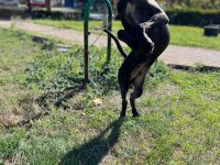 Safkan muhteşem cane corso
