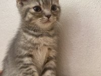 Dişi Scottish Fold yavrumuz yeni yuvasına gitmeye hazır