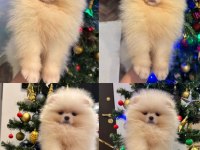 Pomeranian boo yavrularımız mevcut