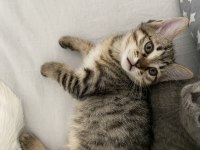 British shorthair yavrularım yuvalarına gitmeye hazırlar
